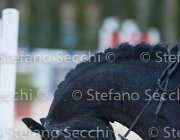 Caletto della Verdina Tosc Tour2013- S5 1911 : Arezzo, Caletto della Verdina, Cavalli d'Italia, Toscana Tour 2013, foto di Stefano Secchi ©